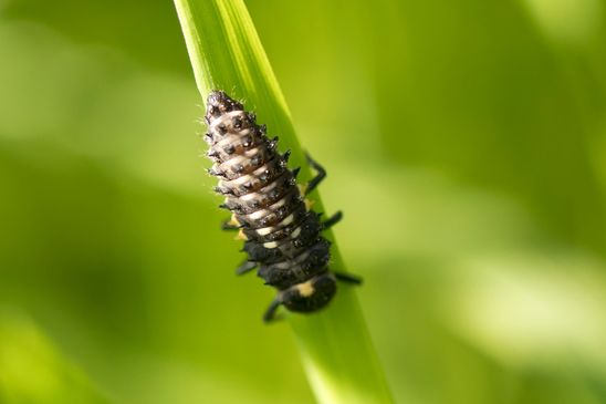 Augenmarienkäfer      Anatis ocellata      Larve         ( Baden - Württemberg Juni  2025 )