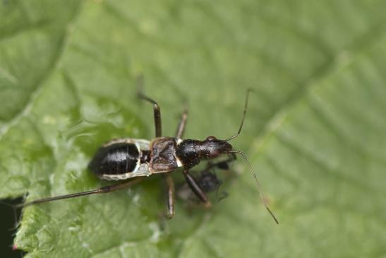 Larve   der   Ameisen - Sichelwanze   mit   Beute       Himacerus mirmicoides       ( Wernigerode   Harz   August 2020 )