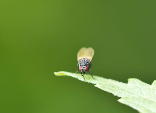 Faulfliege        Minettia longipennis         ( Baden - Württemberg  Juni 2025 )