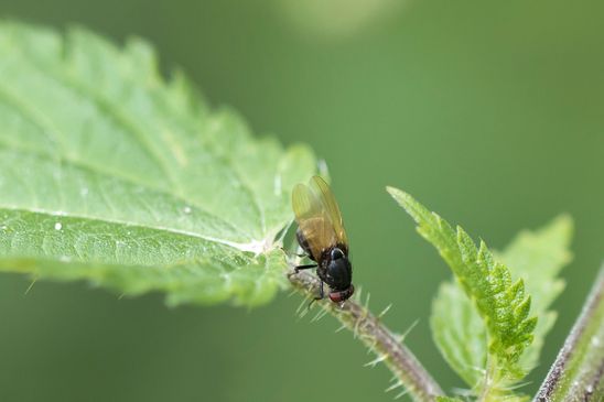 Faulfliege        Minettia longipennis         ( Baden - Württemberg  Juni 2025 )
