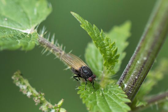Faulfliege        Minettia longipennis         ( Baden - Württemberg  Juni 2025 )
