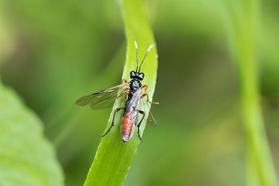 Weidenröschen - Blattwespe        Tenthredo colon          ( Baden - Würtemberg Juni 2025 )