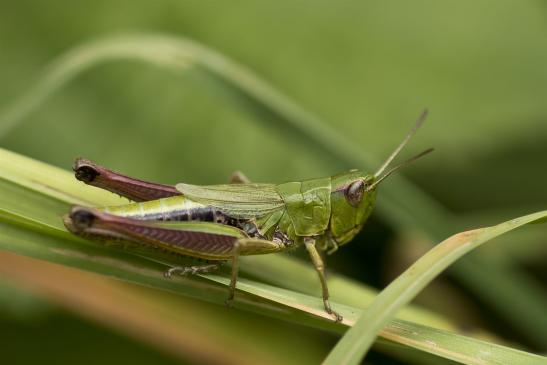 Gemeiner Grashüpfer     Pseudochorthippus parallelus       ( Wernigerode   Harz   August 2020 )