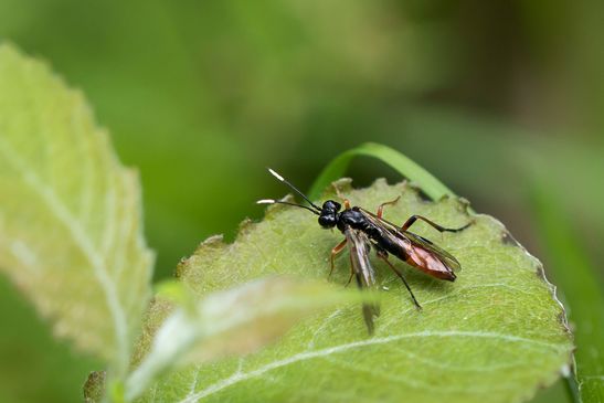 Weidenröschen - Blattwespe        Tenthredo colon          ( Baden - Würtemberg Juni 2025 )