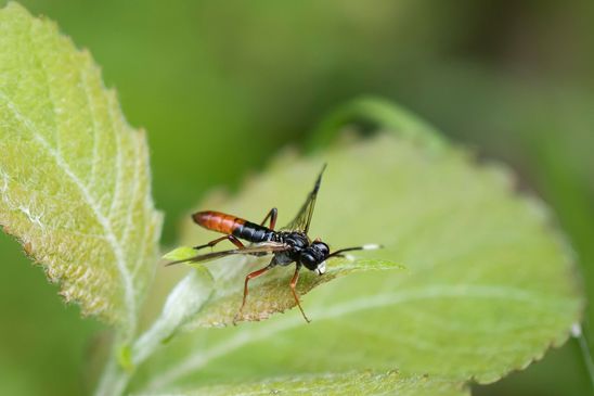 Weidenröschen - Blattwespe        Tenthredo colon          ( Baden - Würtemberg Juni 2025 )