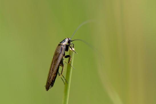 Echte Waldschabe       Ectobius sylvestris      ( Baden - Württemberg Mai 2022 )