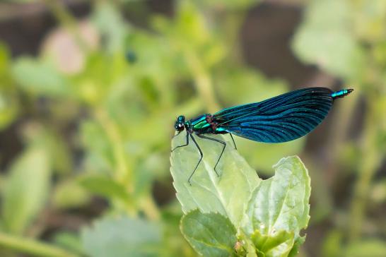 Blauflügel - Prachtlibelle      Calopteryx virgo      ( Baden - Württemberg Mai 2022 )