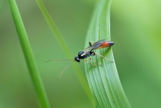 Weidenröschen - Blattwespe        Tenthredo colon          ( Baden - Würtemberg Juni 2025 )