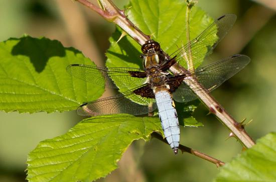 Plattbauch      Libellula depressa     männlich       ( Baden - Württemberg Mai 2022 )