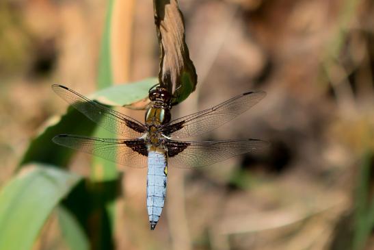 Plattbauch      Libellula depressa      männlich      ( Baden - Württemberg Mai 2022 )