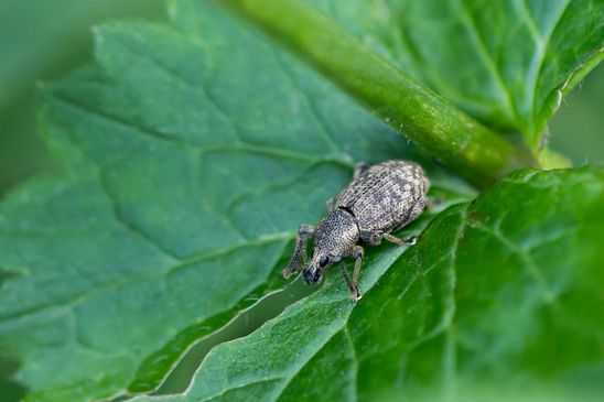 eventuell     Dickmaulrüssler Otiorhynchus sp.  ???( Baden - Württemberg Juni 2025 )