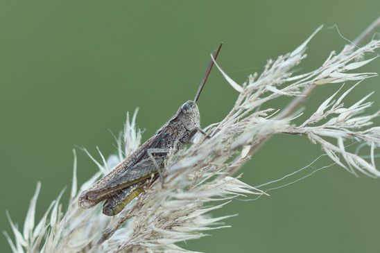 noch unbestimmt          ( Sachsen - Anhalt September  2023 ) 