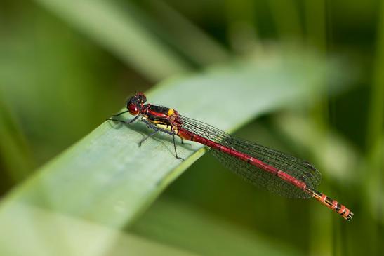 Frühe Adonislibelle       Pyrrhosoma nymphula      ( Baden - Württemberg Mai 2022 )