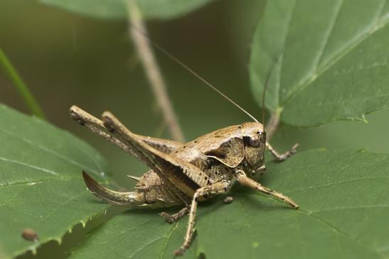 Gemeine Strauchschrecke      Pholidoptera griseoaptera       weiblich       ( Wernigerode   Harz   August 2020 )