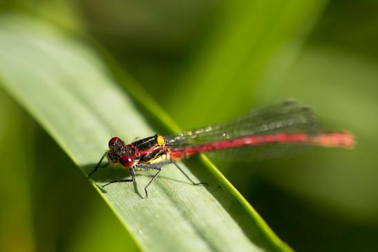 Frühe Adonislibelle       Pyrrhosoma nymphula      ( Baden - Württemberg Mai 2022 )