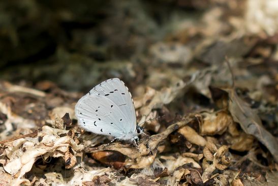 Faulbaumbläuling       Celastrina argiolus             ( Baden - Württemberg Juni  2025 )