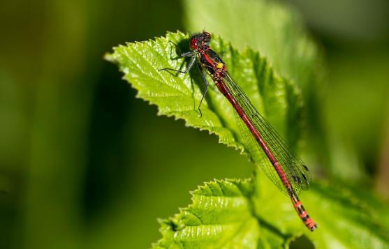 Frühe Adonislibelle       Pyrrhosoma nymphula      ( Baden - Württemberg Mai 2022 )