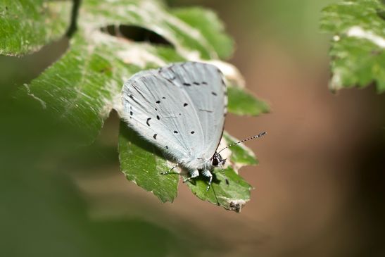 Faulbaumbläuling       Celastrina argiolus             ( Baden - Württemberg Juni  2025 )