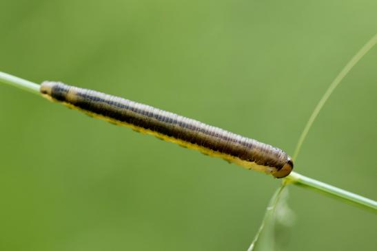 Blattwespenlarve      vermutlich Dolerus sp.      ( Baden - Württemberg Mai 2022 )