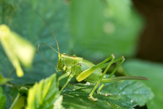 Grünes Heupferd        Tettigonia viridissima             (Nymphe )      weiblich        ( Baden - Württemberg Juni 2025 )