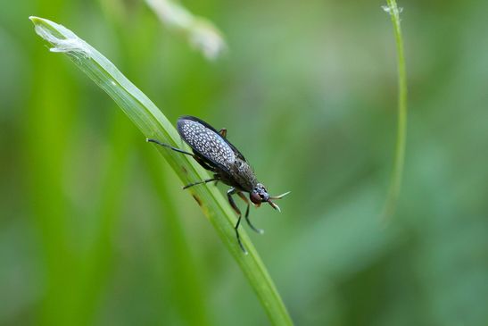 Melierte Schneckenfliege      Coremacera marginata             ( Baden - Württemberg  Juni 2025 )