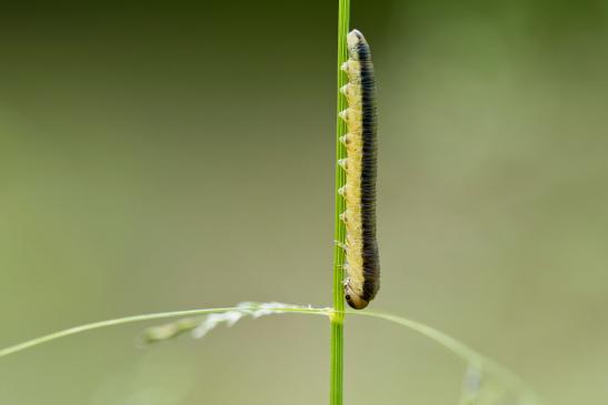 Blattwespenlarve      vermutlich Dolerus sp.      ( Baden - Württemberg Mai 2022 )