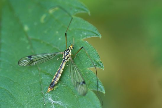 Krähenschnake         Nephrotoma quadrifaria             ( Baden - Württemberg  Juni 2025 )