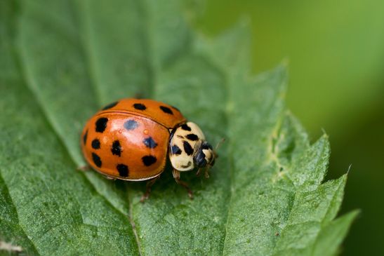 Asiatischer Marienkäfer       eine von vielen Farbvarianten       Harmonia axyridis         ( Sachsen-Anhalt September 2023 )