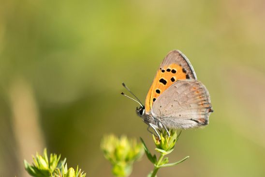 Kleiner Feuerfalter     Lycaena phlaeas             ( Baden - Württemberg Juni 2026 )