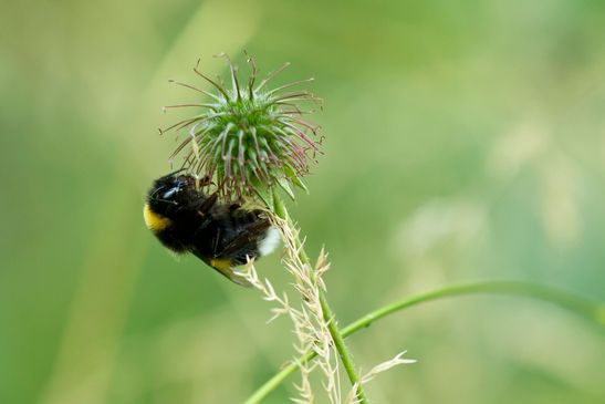  Ev. Helle Erdhummel        Bombus lucorum          ( Baden - Württemberg  Juni 2025 )