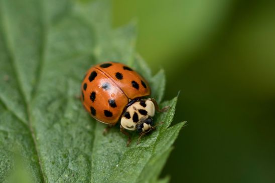 Asiatischer Marienkäfer       eine von vielen Farbvarianten       Harmonia axyridis         ( Sachsen-Anhalt September 2023 )
