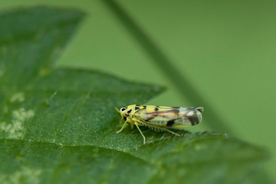 vermutlich  Gold - Blattzikade        Eupteryx aurata       ( Sachsen - Anhalt  September  2023 )