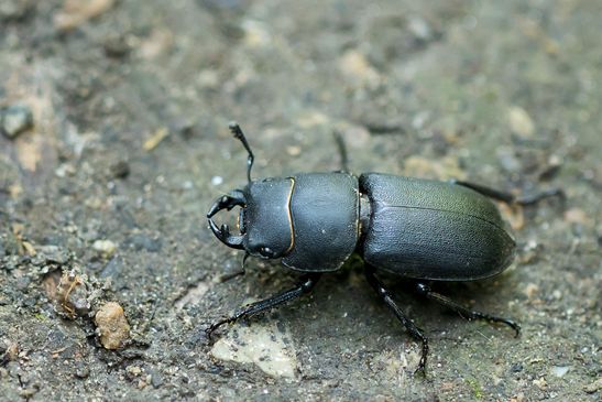 Balkenschröter         Dorcus parallelipipedus           ( Baden - Württemberg Juni 2025 )