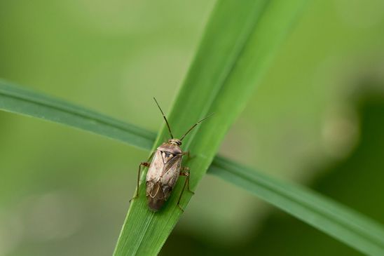 eventuell   Behaarte Wiesenwanze, Trübe Wiesenwanze        Lygus rugulipennis       ( Sachsen - Anhalt  September  2023 )