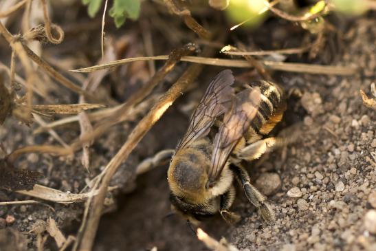 Blattschneiderbiene      noch unbestimmt           ( Brandenburg  Juni 2022 )