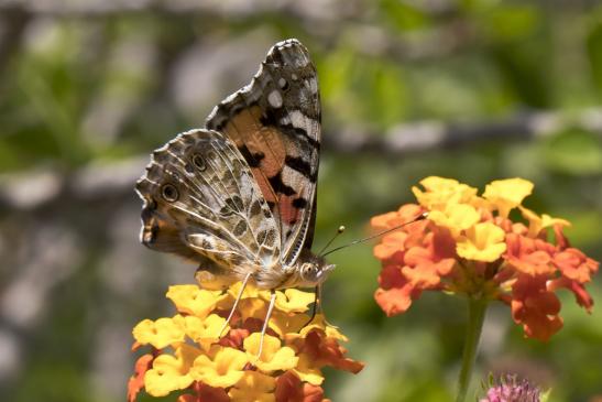 Distelfalter     Vanessa cardui     ( Griechenland, Peloponnes Juni 2019 )