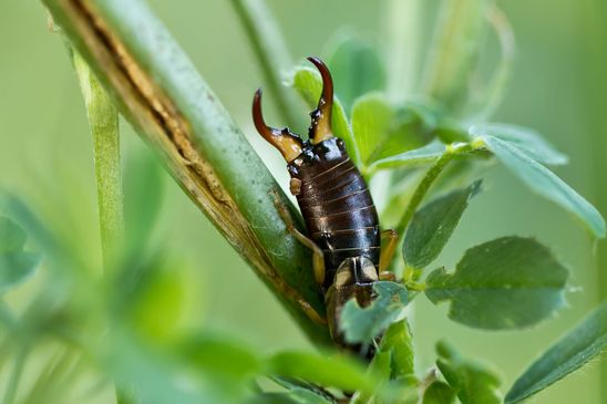 Ohrwurm         ( Baden - Württemberg Juni 2025 ) 