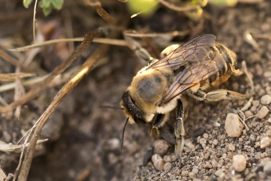 Blattschneiderbiene      noch unbestimmt           ( Brandenburg  Juni 2022 )