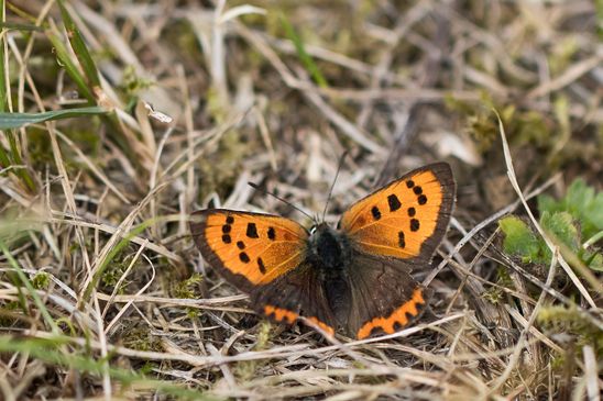 Kleiner Feuerfalter     Lycaena phlaeas          ( Brandenburg  September 2023 )