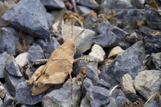 Blauflügelige Ödlandschrecke  ( Nymphe )      Oedipoda caerulescens     ( Griechenland, Peloponnes Juni 2019 )