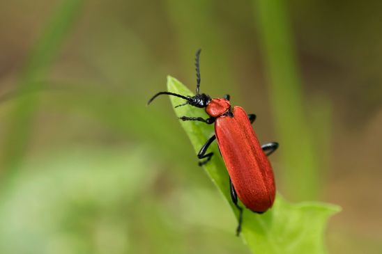 Scharlachroter Feuerkäfer     Schwarzköpfiger Feuerkäfer          Pyrochroa coccinea          ( Baden Württemberg Juni 2025 )