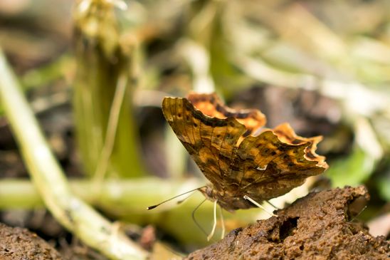 C-Falter         Polygonia c-album           ( Baden - Württemberg Juni 2025 )