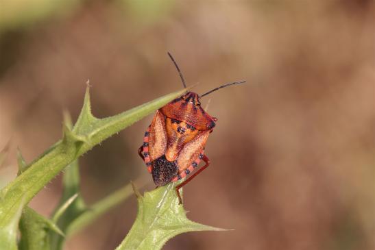 kein deutscher Name bekannt        Carpocoris pudicus        ( Griechenland, Peloponnes Juni 2019 )