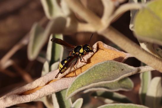 Ancistrocerus ....     ??? ( Griechenland, Peloponnes Juni 2019 )