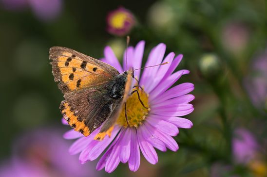 Kleiner Feuerfalter     Lycaena phlaeas          ( Brandenburg  September 2023 )