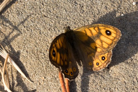   Mauerfuchs         Lasiommata megera          ( Griechenland, Peloponnes Juni 2019 )