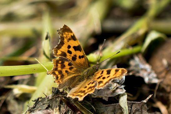 C-Falter         Polygonia c-album           ( Baden - Württemberg Juni 2025 )