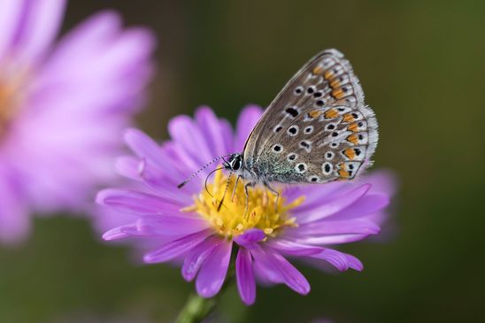 Hauhechel - Bläuling     Polyommatus icarus         weiblich         ( Brandenburg September 2023 )
