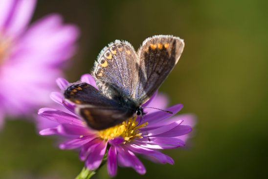 Hauhechel - Bläuling     Polyommatus icarus         weiblich         ( Brandenburg September 2023 )
