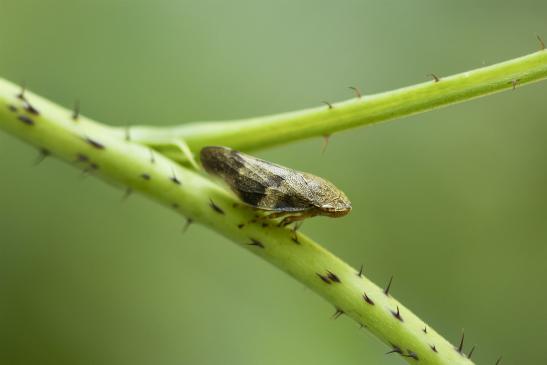 Erlenschaumzikade       Aphrophora alni       ( Wernigerode   Harz   August 2020 )